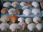 20 sint jacobsschelpen nr NN 1162, Verzamelen, Mineralen en Fossielen, Verzenden, Fossiel