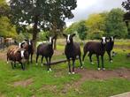 2 tamme mooie zwartbles schapen, zwoegervrij Q koorts geënt, Dieren en Toebehoren, Schapen, Geiten en Varkens, Vrouwelijk, Schaap