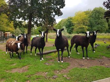 2 tamme mooie zwartbles schapen, zwoegervrij Q koorts geënt beschikbaar voor biedingen