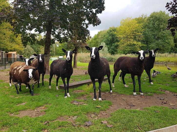 2 tamme mooie zwartbles schapen, zwoegervrij Q koorts geënt, Dieren en Toebehoren, Schapen, Geiten en Varkens, Schaap, Vrouwelijk