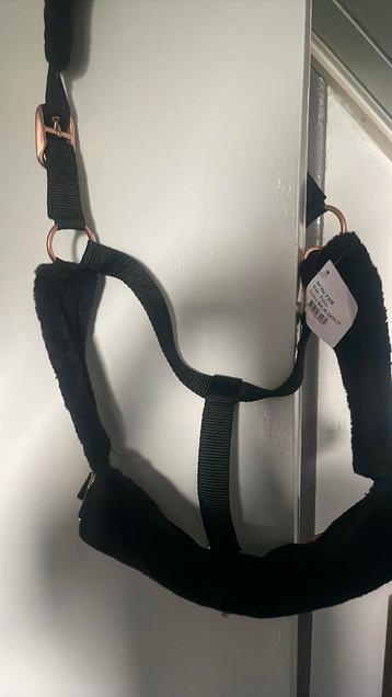 Nieuw prachtig zwart Halster teddy mt Full beschikbaar voor biedingen