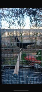 Merel, Dieren en Toebehoren, Vrouwelijk, Wildzangvogel, Geringd