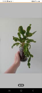 Paascactus met glazen pot, Huis en Inrichting, Ophalen of Verzenden, Overige soorten, Minder dan 100 cm