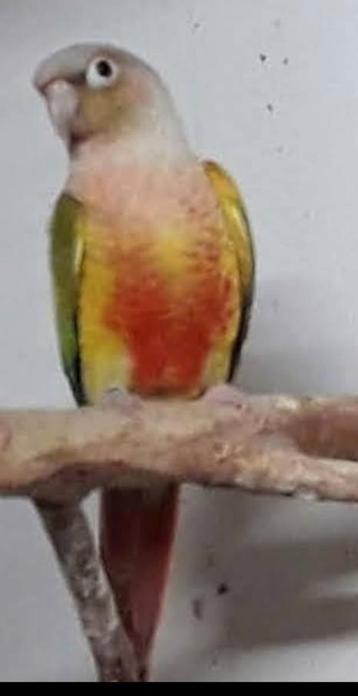 Pyrrhura Pine Apple evt ruilen tegen Fischeri.s.  beschikbaar voor biedingen