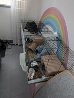 Twee beertjes cavia, Dieren en Toebehoren, April, Mannelijk, Cavia