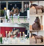 Talentvolle 6 jarige springgefokte ruin, Dieren en Toebehoren, Paarden, Met stamboom, Springpaard, B, Ruin