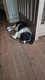 Bella en jake een cavalier en boomer, Dieren en Toebehoren, Honden | Niet-rashonden, 6 jaar of ouder, Meerdere, Meerdere dieren