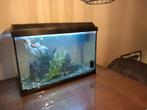 Aquarium met 5 vissen inclusief toebehoren., Ophalen, Zo goed als nieuw, Gevuld zoetwateraquarium