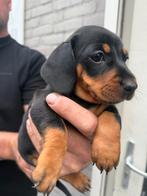 Black & Tan dwerg Teckel pups – reutje & teefje, Dieren en Toebehoren, Honden | Teckels en Dashonden, Rabiës (hondsdolheid), 8 tot 15 weken
