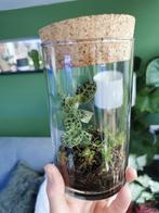 Juweel Orchidee in mini ecosysteem, Huis en Inrichting, Ophalen, Overige soorten, Halfschaduw, In pot