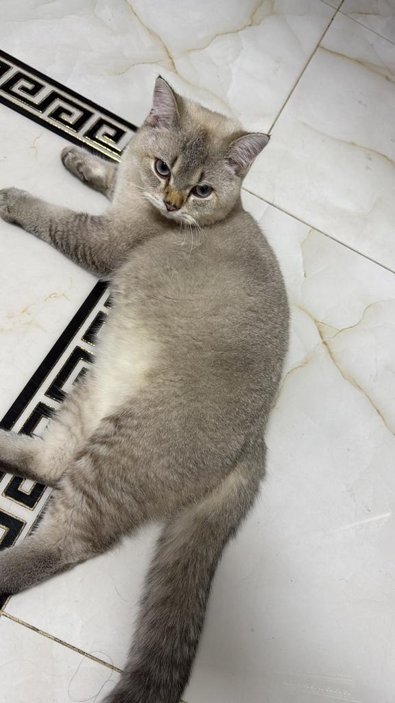 Dekkater britise korthair de fok niet te koop, Dieren en Toebehoren, Katten en Kittens | Raskatten | Korthaar, Poes