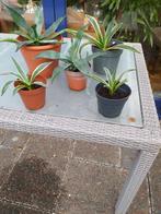 planten stekjes  3 agave planten groen geel grijs, Vaste plant, Bloeit niet, Halfschaduw, Ophalen