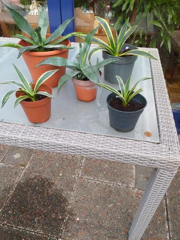  planten stekjes  5 agave planten groen geel grijs beschikbaar voor biedingen