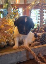 Prachtige friese stabij pups, Dieren en Toebehoren, Overige rassen, 8 tot 15 weken, Meerdere, Meerdere dieren