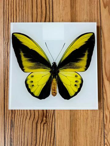 LUMAS Heiko Hellwig Butterfly VIII - Nieuwstaat beschikbaar voor biedingen