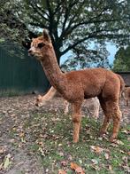 Medium Fawn hengst, Dieren en Toebehoren, December, Mannelijk