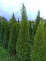 Thuja Smaragd, Tuin en Terras, Haag, Conifeer, Ophalen, 100 tot 250 cm