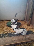 Lotharinger konijnen, Dieren en Toebehoren, Meerdere dieren, Groot
