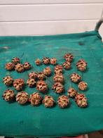 instekers gedroogd 29 stuks, Ophalen of Verzenden, 'T Olde Gre-j, Info@toldegrej.nl, Endepoelstraat 20f Didam