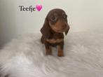 Knappe teckel pups, CDV (hondenziekte), 8 tot 15 weken, Korthaar, Dwerg