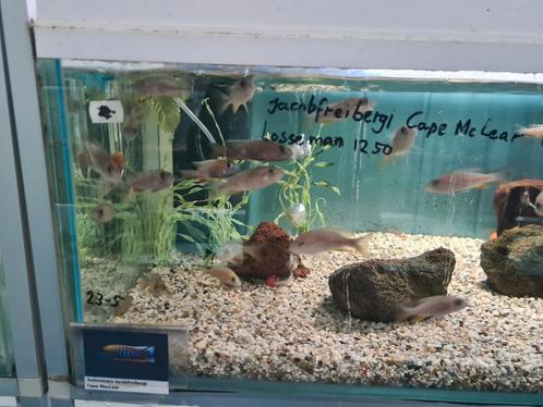 Aulonocara Jacobfreibergi Cape Mc Lear Malawi Cichliden, Dieren en Toebehoren, Vissen | Aquariumvissen, Zoetwatervis, Vis