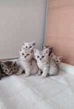 Britse korthaar kittens ️laatste kittenen poes1, Dieren en Toebehoren, Katten en Kittens | Raskatten | Korthaar, Meerdere dieren