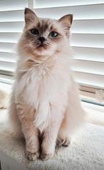 Lieve ragdoll poes zoekt leuk en rustig huisje., Dieren en Toebehoren, Katten en Kittens | Raskatten | Langhaar, Poes, Gechipt