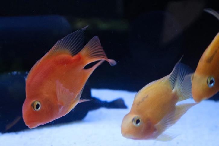 Papagaai Cichlide - Prijs: vanaf €21,99 per stuk, Dieren en Toebehoren, Vissen | Aquariumvissen, Zoetwatervis, Vis