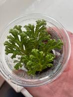 Terrariumplant selaginella martensii, Ophalen of Verzenden, Halfschaduw, Minder dan 100 cm