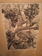 Litho 'Rijpende Druiven' door Aart van Dobbenburgh, Ophalen of Verzenden