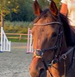 Hoofdstel en borsttuig met bont, Dieren en Toebehoren, Ophalen of Verzenden, Gebruikt, Overige soorten