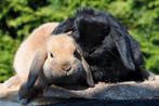 Koppel Razuivere jonge NHD konijntjes, Dieren en Toebehoren, Konijnen, Vrouwelijk, Dwerg, Hangoor, 0 tot 2 jaar