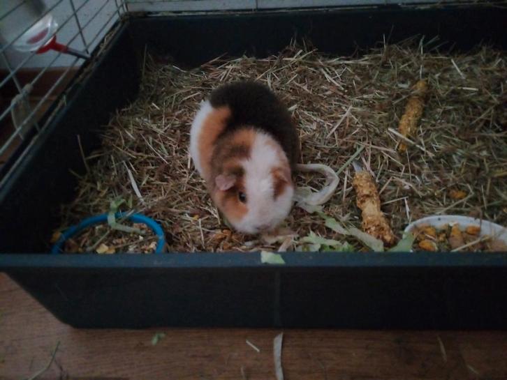Lieve vrouwelijk zeugje cavia met kooi, Dieren en Toebehoren, Knaagdieren, Vrouwelijk, Cavia, Oktober, Tam