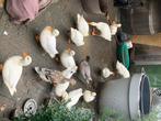 witte kwakers eenden tam 8 stuks en stel loopeenden wit, Dieren en Toebehoren, Pluimvee, Meerdere dieren, Eend