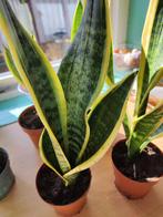 Sansevieria (vrouwentong), Ophalen, Overige soorten, Halfschaduw, Minder dan 100 cm