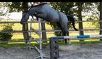 2,5 jarige merrie, Dieren en Toebehoren, Paarden, Merrie, Springpaard, 0 tot 2 jaar, 160 tot 165 cm