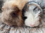 Ch teddy beertjes, Dieren en Toebehoren, Knaagdieren, Cavia, Augustus, Mannelijk, Tam