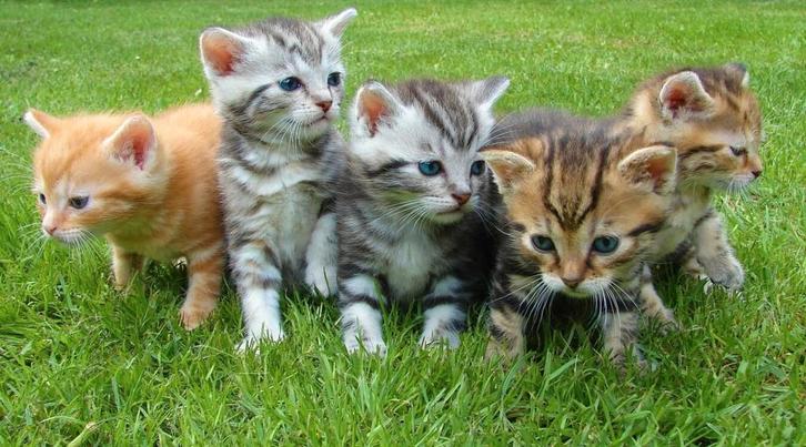 Gezocht kitten (vrouwtje), Dieren en Toebehoren, Katten en Kittens | Overige Katten, Kortharig, Poes, 0 tot 2 jaar