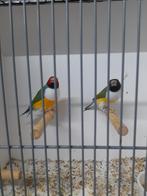 Goulds gould amadine, Dieren en Toebehoren, Meerdere dieren, Tropenvogel, Geringd