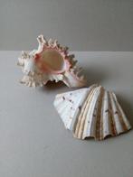 Schelpen/Doopvond/Murex ramosus/zeepaardje.Pr/p.st vanaf, Antiek en Kunst, Curiosa en Brocante, Ophalen of Verzenden