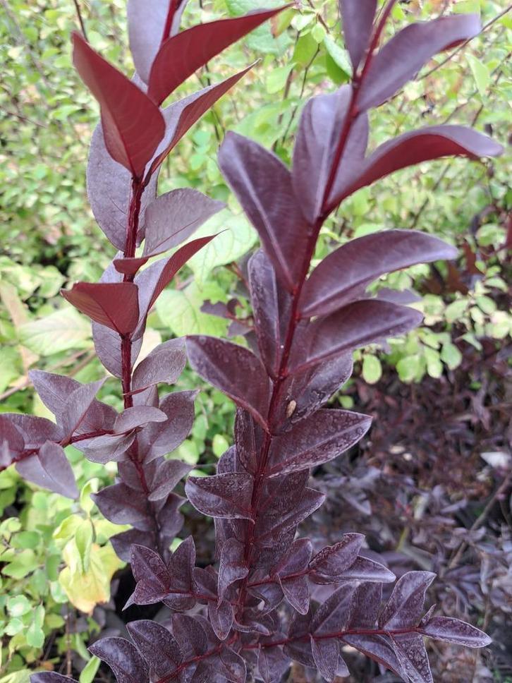 Lagerstroemia Indische Sering BLACK DIAMOND – Purperblad, Tuin en Terras, Planten | Struiken en Hagen, Struik, Overige soorten