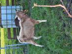 Bok te koop, Dieren en Toebehoren, Schapen, Geiten en Varkens, Mannelijk, Geit