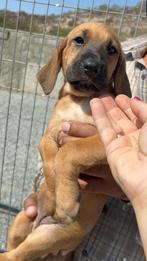 Hera (Pup 9), Particulier, Rabiës (hondsdolheid), 15 weken tot 1 jaar, Buitenland