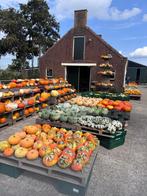 Pompoenen, Tuin en Terras, Ophalen of Verzenden, Eenjarig, Overige soorten, Volle zon