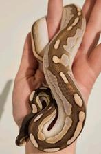 Cinnammon lesser Calico het albino, Dieren en Toebehoren, Slang, Tam, 0 tot 2 jaar