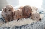 Lieve  kleine maltipoo pups!, Overige rassen, 8 tot 15 weken, Meerdere, Meerdere dieren