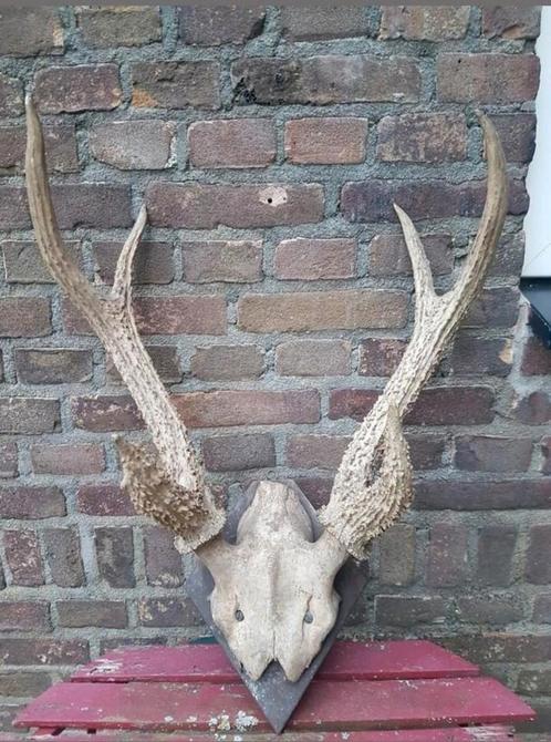 Prachtig zeer uniek antiek herten schedel gewei geweien kop, Verzamelen, Dierenverzamelingen, Zo goed als nieuw, Schedel, Hert