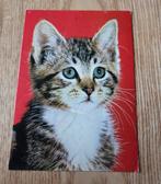 Portret van leuk katje, Verzenden, 1980 tot heden, Gelopen, Hond of Kat