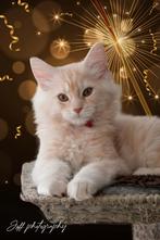 Maine Coon kittens, Meerdere dieren