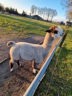 Prachtige alpaca dekhengst, Dieren en Toebehoren, Mannelijk